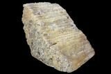 Agatized Fossil Coral Geode - Florida #90217-1